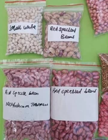 Labelled sample bags of white and red speckled beans
