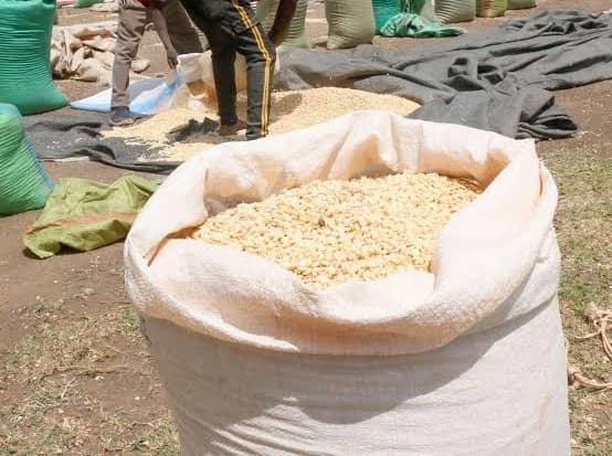 Open sack of dried maize grain