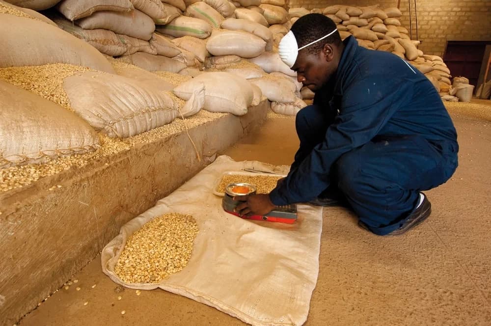 Worker in a dust mask inspecting grain samples on a sack